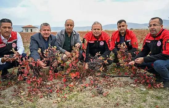 Kayseri'de şimdi de o meyve yetiştiriliyor! Hasadı başladı