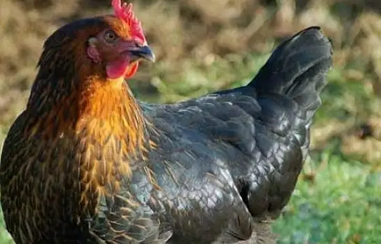 Kayseri'de tavuk dağıtılacak
