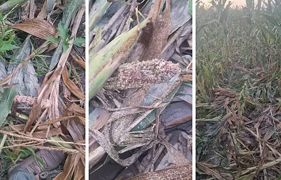 Kayseri'de uykuları kaçıran olay! Sürü halinde geldiler, yıkıp döküp gittiler