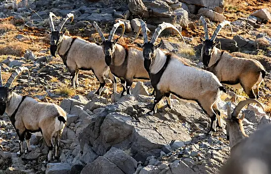 Kayseri'de yaban keçileri satışa çıkıyor!