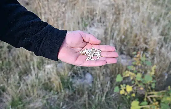 Kayseri'de yetişiyor: Yağından çiçeğine farklı alanlarda kullanılıyor