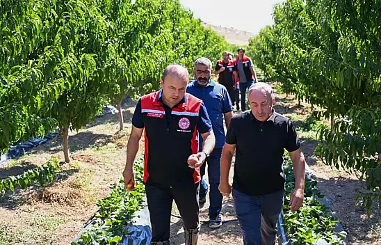 Kayseri'deki şeftali bahçelerinde sürpriz ürün!