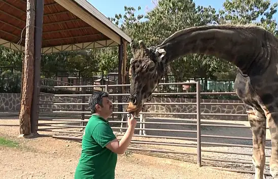 Kayseri'den Gaziantep'e zürafa desteğinin ardından bakın ne oldu?