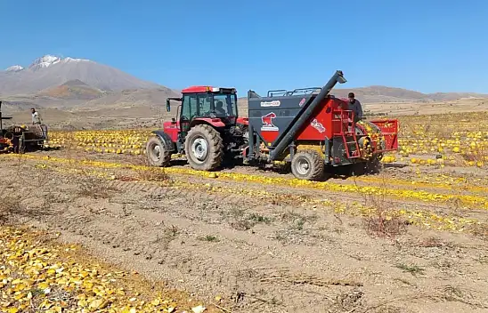 Kayseri'nin Develi ilçesinde 'sarı altın' sevinci!