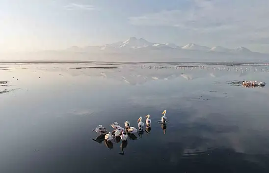 Baharın habercileri pelikanlar Kayseri'de