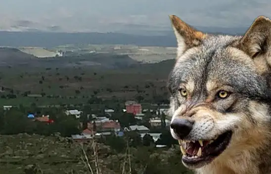 Kayseri'nin o mahallesinde korkutan olay! Kurdu bakın nerede, nasıl gördüler?