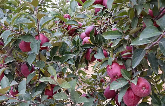 Kayseri'nin ünlü Yahyalı Elması için hasat zamanı!