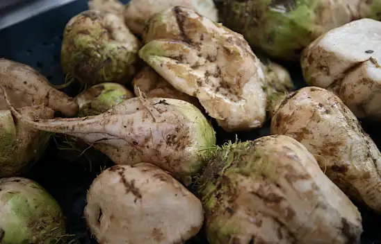 Kayseri Şeker 3,36 milyon ton hasat yapacak