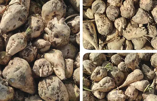 Kayseri Şeker'de şok pancar iddiası! 'Bu hangi dine, vicdana sığar?'