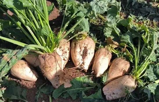 Kayseri Şeker'den çiftçiye 200 milyon destek