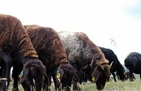 Kayserili üreticilere 13 milyonluk can suyu