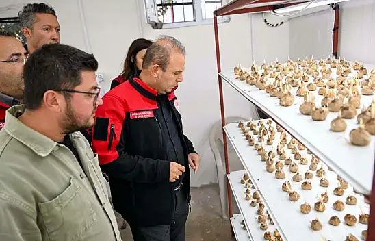 Kilosu 900 bin TL! Kayseri'de yetiştirilen 'altın' ürün incelendi