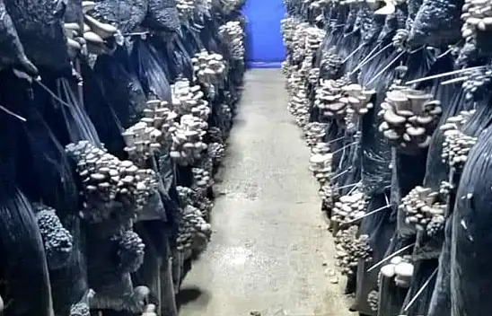 Kırmızı ete rakip! Develi'de üretiliyor