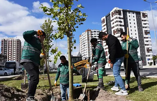 Kocasinan'da yeşil seferberlik! Ağaçlar toprakla buluşuyor