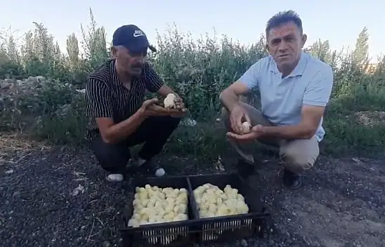 Komşuda şaşırtan olay! İlk defa görüldü