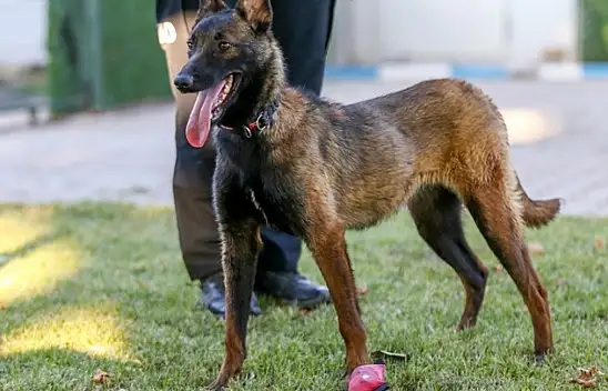 Köpekle tehdit eden yandı