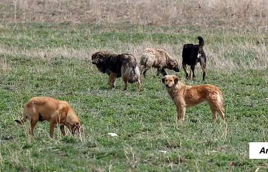 Köy muhtarının köpeği 60 yaşındaki kadını öldürdü!