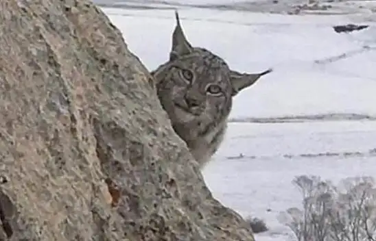 Nesli tükeniyor Sarız'da göründü…