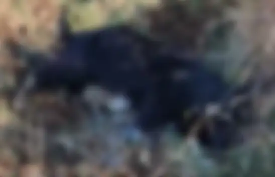 O ilçede görüldü - Olay cep telefonundan kaydedildi