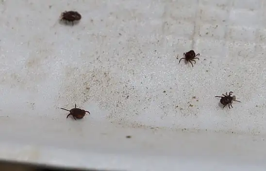 Öldüren Kenelerin önlenmesi için formülü açıkladı! Vatandaşlar bunu mutlaka yapmalı! Yetkililer bu formül için harekete geçmeli