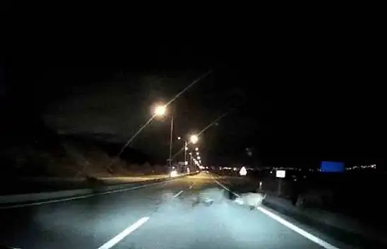 Önüne çıkan domuz sürüsüne çarptı, kazayı ucuz atlattı