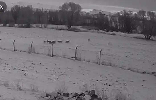 Pınarbaşı'da ilçeye inen kurtlar köpeği parçaladı!