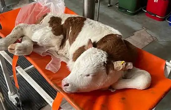 Pınarbaşı'dan  getirildi! Kayseri'deki o buzağı ile ilgili dikkat çeken gelişme