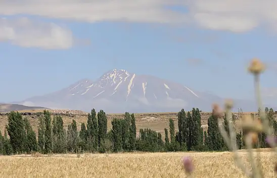 Sadece Kayseri'de üretiliyor! 38 çeşit yemeği yapılıyor, hasat başladı