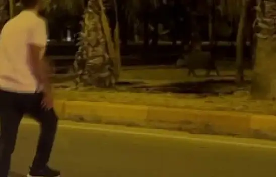 Şehre inen domuzları havlayarak kaçırdı!
