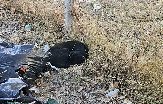 Okulda köpek kabusu! Çocuğa bakın ne oldu