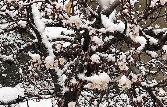 Sıcaklıklar bir anda düşüyor! Meteoroloji'den zirai don uyarısı