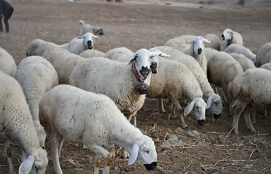 Sürüler 19'dan 150'ye çıktı: Kayseri'de, meralar şenleniyor