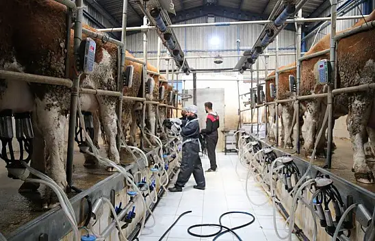 Süt üreticisine ekstra prim desteği verilecek!