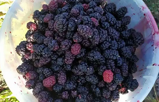 Tadı eşsiz, hasadı zor! Develi'nin ekşi karadutu yeniden gündemde