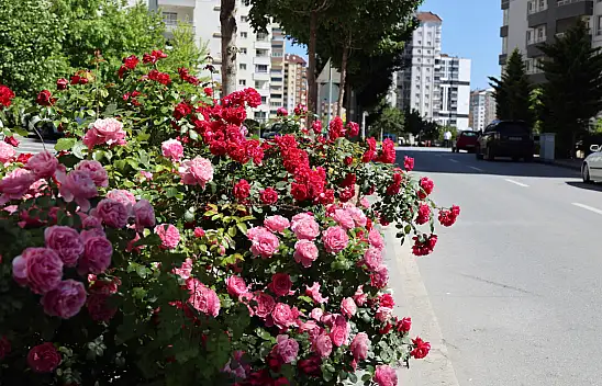 Talas'ta dikkat çeken yol! Çiçek açtı