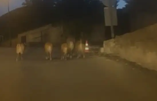 Talas'ta şaşırtan görüntü! Sürü şehre indi