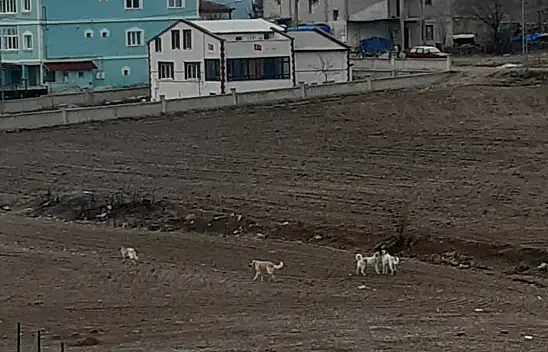 Başakpınar'da yürekleri ağızlara getiren olay!