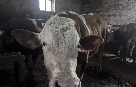 Tam 1 ton! Bu kurbanlık dikkat çekiyor