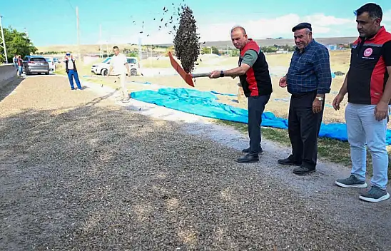 Türkiye'de 2'nci! Kayseri'de hasat mesaisi sürüyor