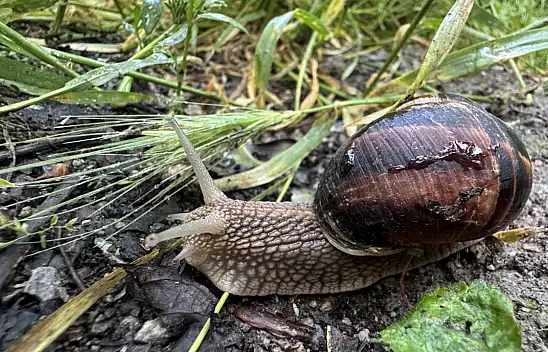 UNESCO mirası o vadide yağmur sonrası mucize!