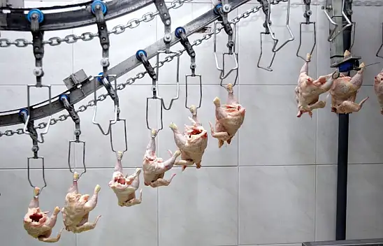 Ünlü tavuk eti üreticilerine rekor ceza! 13 firma listede