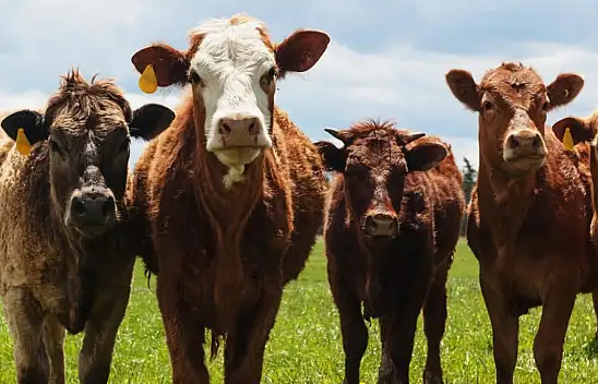 Üreticiler dikkat: Bu şartı taşımayan başvuramayacak