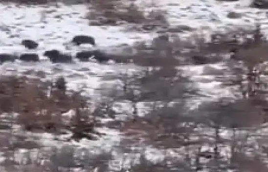 Vatandaşı tedirgin etti! Domuz alarmı...