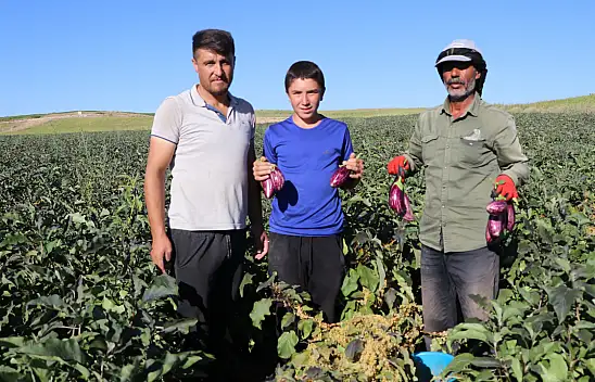 Yamula patlıcanı hasadı başladı