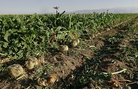 Yeşilhisar'da pancar hasadı başladı!