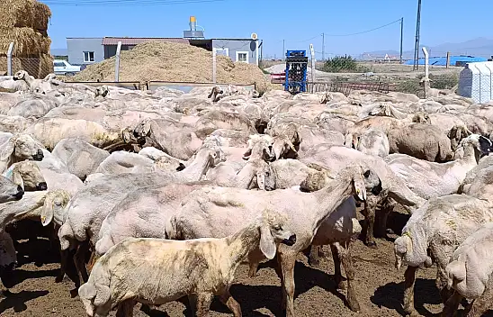 Yeşilhisar'da kırkım başladı