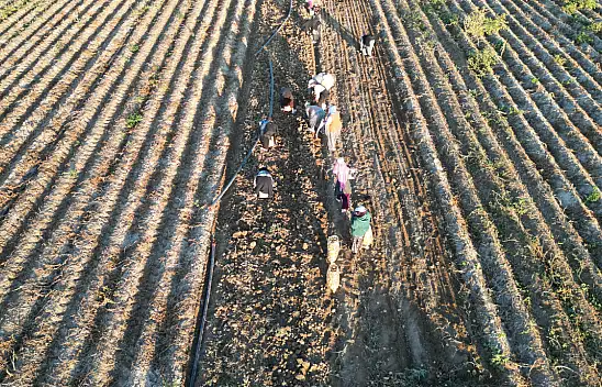 Yeşilhisar'ın altınında hasat başladı