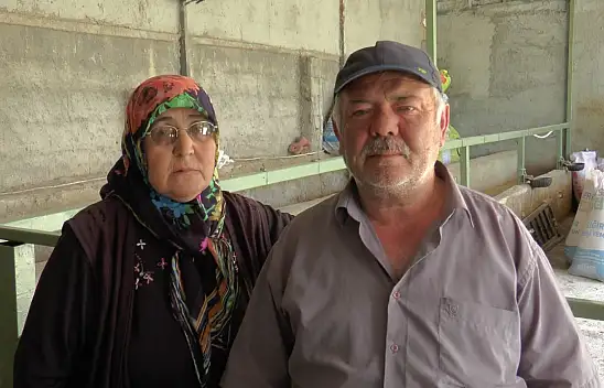 10 büyükbaş hayvan telef oldu