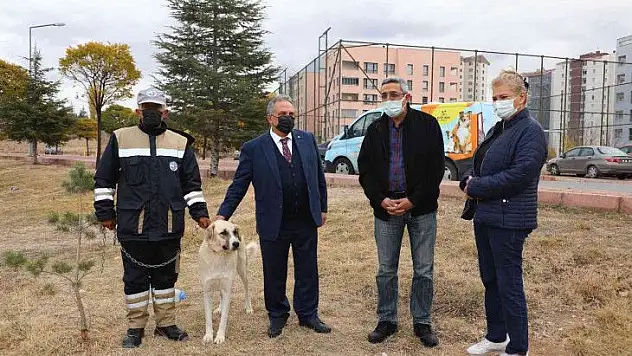 'Bulut' yeniden doğal ortamında