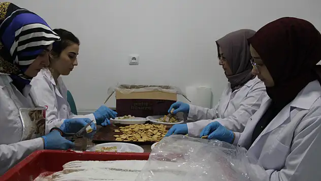 1 yılda 46 milyon lira ciro yaptı